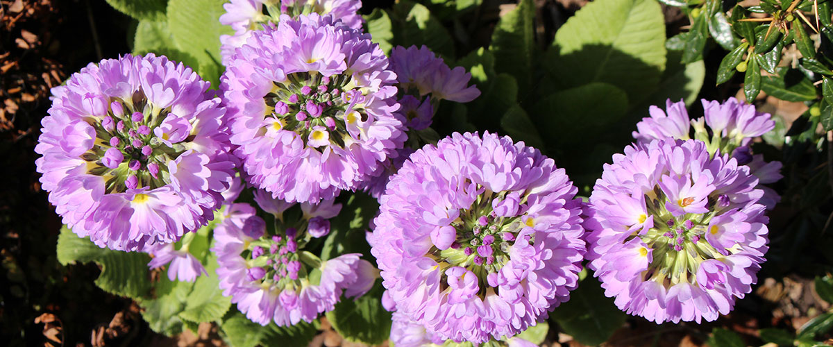 Flowers outside of Freedom Village Holland retirement community