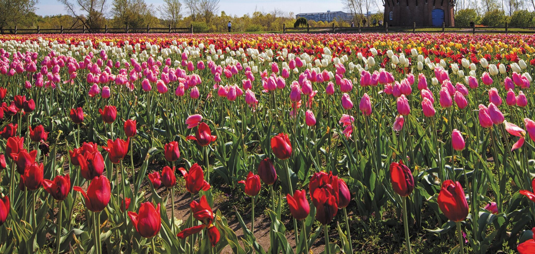 tulips and wooden windmill in holland michigan