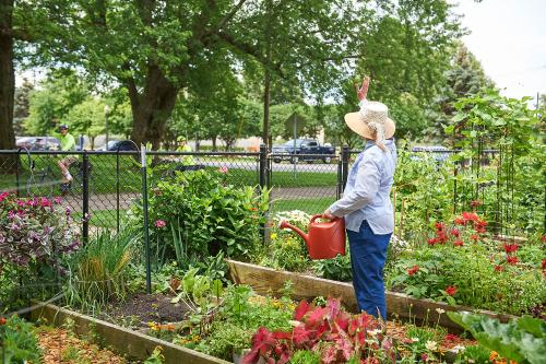 senior watering plants in a garden